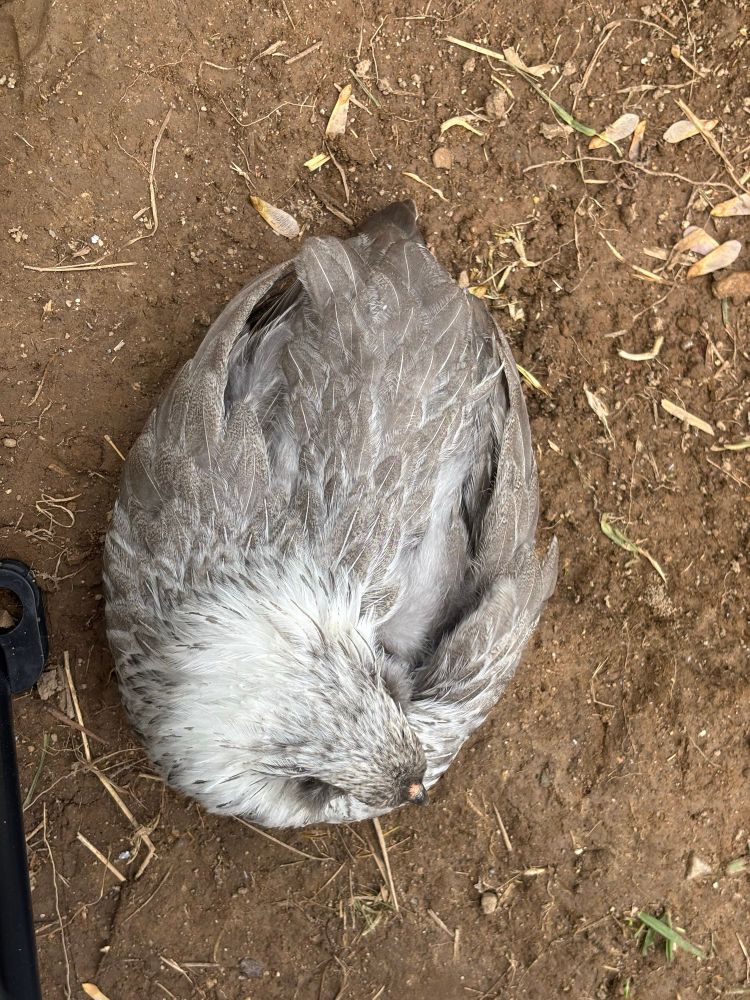 my young bantam easter egger Elsie sitting next to my chair 