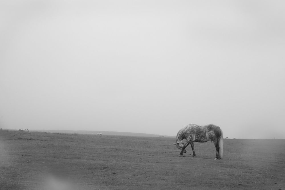 A black and white photography - this time lighter shades of grey.  The pony is dapple grey and is rubbing his head against his front leg - it looks as if he is bowing majestically.  The foreground is dark grey (grass) with a foggy sky - the pony is to the right of the image.