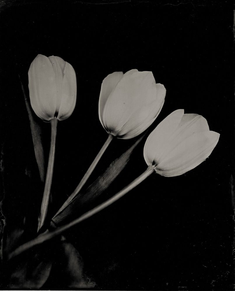 Another wet plate portrait of three white tulips - the tulips are placed diagonally across the plate - the stems starts from the left hand bottom corner and the flowers sweep upwards to the centre of the frame.