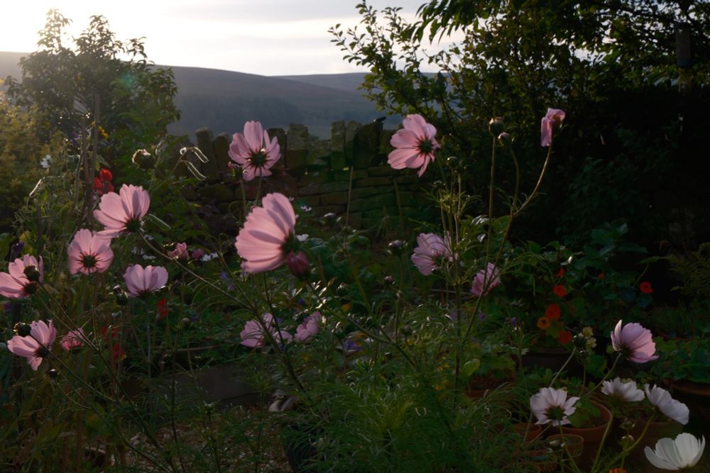 A photograph of pink cosmos flowers lit by morning sunlight- they are moving and swaying in the wind.