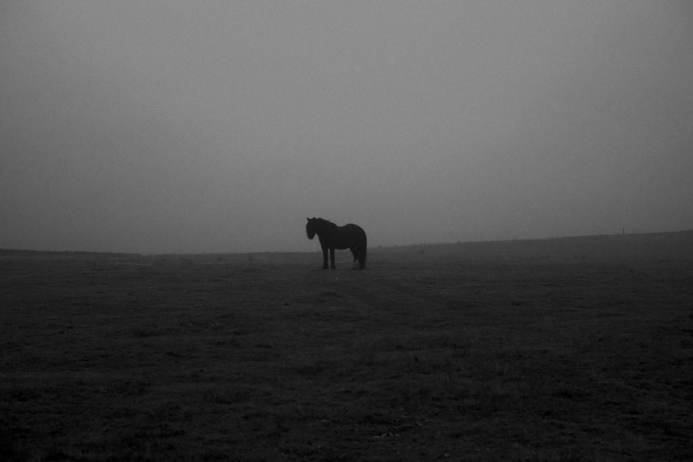 A photograph of a black fell pony on the fell near to where I live  The image is dark - darker bottom half with a lighter, but foggy skyline  - the black pony is in the middle of the image standing alone and in silhouette.