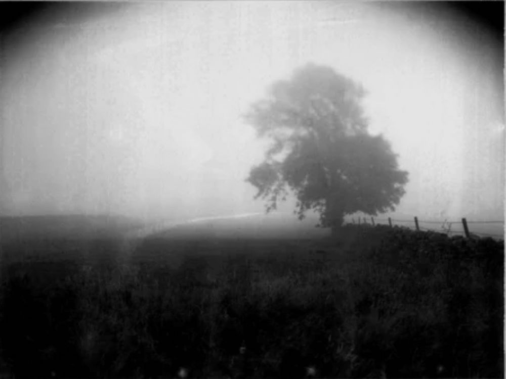 A black and white photograph of a tree in a field in the fog. There is a black vignette due to the camera’s tilt/shift. The sky is foggy and foreground is black. 