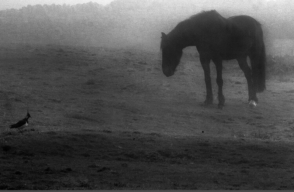 A black and white photograph of a dark bay horse looking down towards a lapwing 