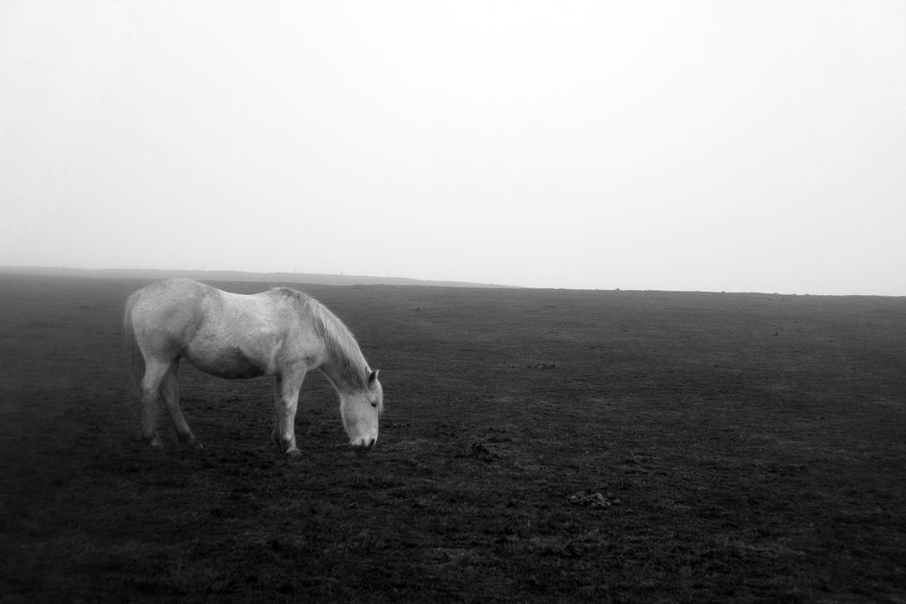 A black and white photography of a grey horse - the landscape is split across the middle - the bottom half is the grass (dark grey) with the horse eating to the left.  The sky is laden with fog and is white.
