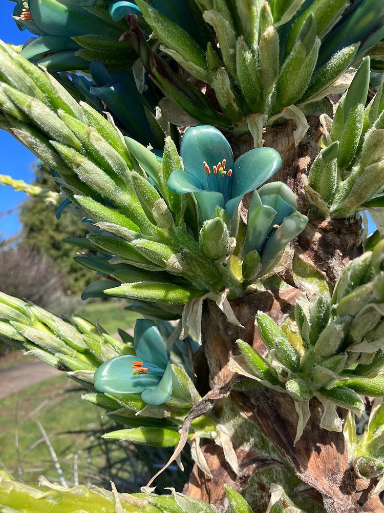 Close up of Turquoise Puya (P. berteroniana) flowers. It has stout flower stalks with lateral branches, each of which has unusual teal-turquoise flowers along its lower portion. It ends in a stiff spur that is often used as a perch for birds . It is a terrestrial Bromeliad from the mountains of Chile.