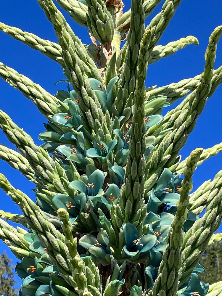 Turquoise Puya (P. berteroniana). It has stout flower stalks with lateral branches, each of which has unusual teal-turquoise flowers along its lower portion. It ends in a stiff spur that is often used as a perch for birds . It is a terrestrial Bromeliad from the mountains of Chile.