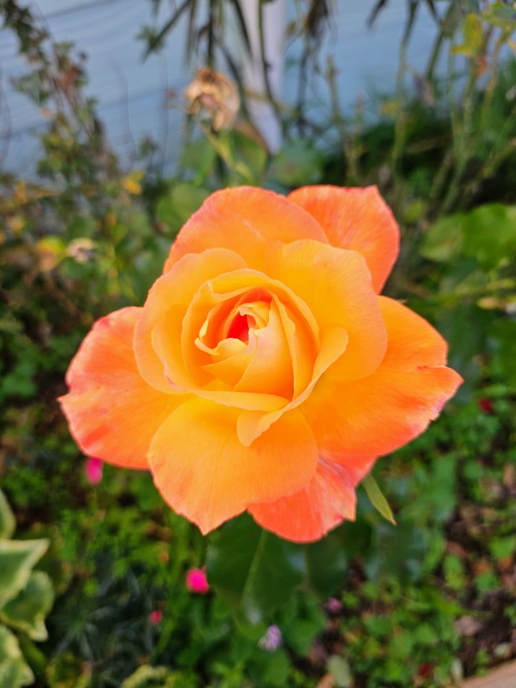 A gorgeous sunset gradient blooming rose amongst a background of greenery 