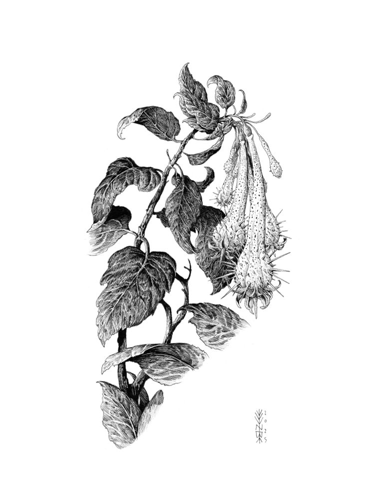 Plant drawing 