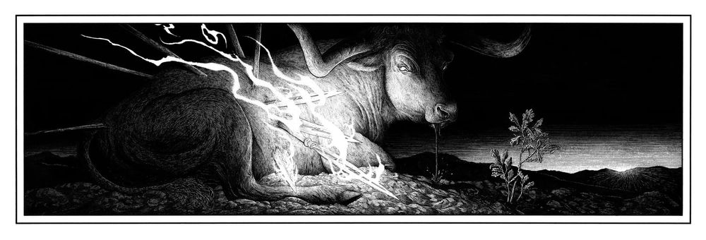 A bull at dawn 