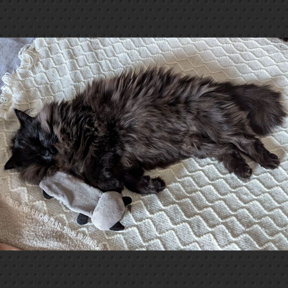 A black cat fast asleep with his toy.