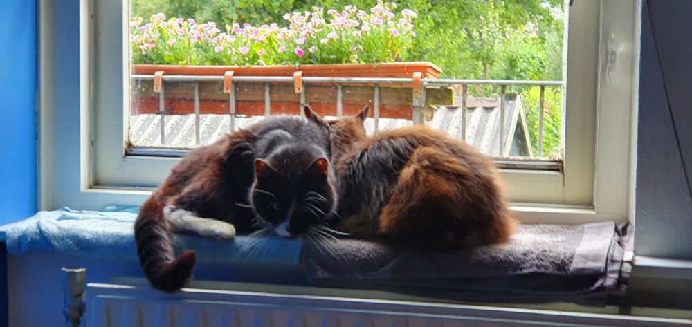 2 black cats lying side by side on some wet blankets during a hot 2022 summer.