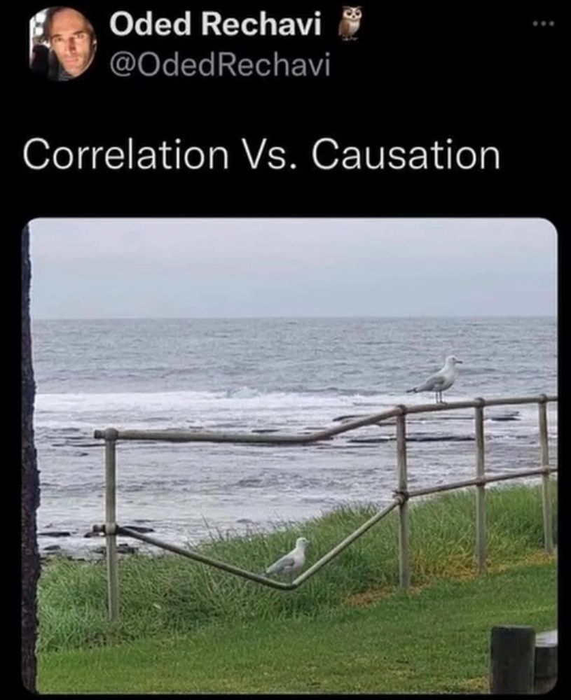 Tweet from @OdedRechavi showing a seagull sitting in the middle, on a broken fence link with the words "Correlation Vs. Causation"