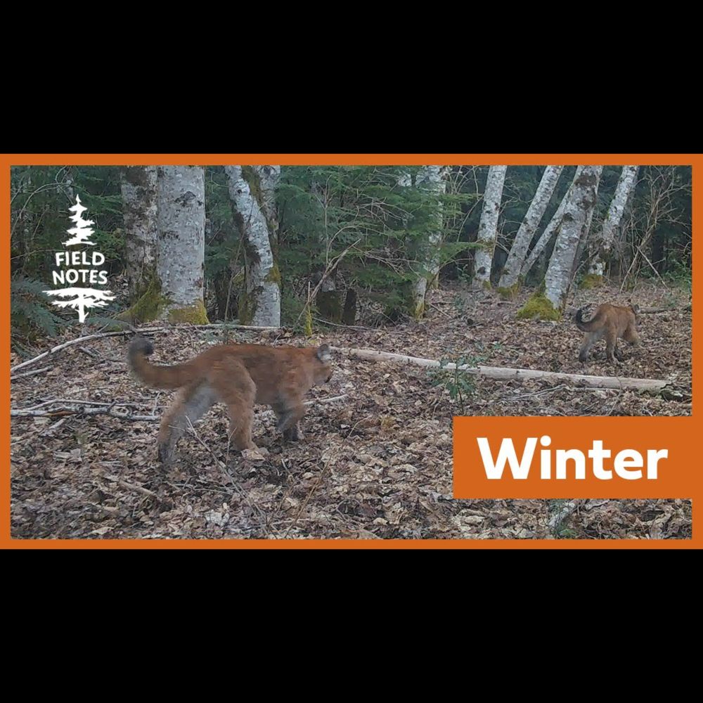 Field Notes: Trail Cameras Capture Animals Enduring the Challenges of a Vancouver Island Winter