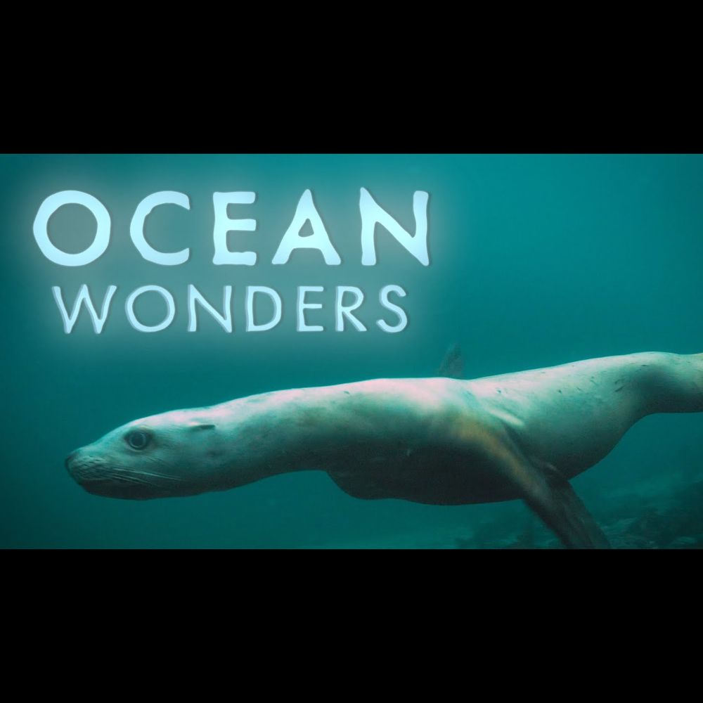 Ocean Wonders: Teaser