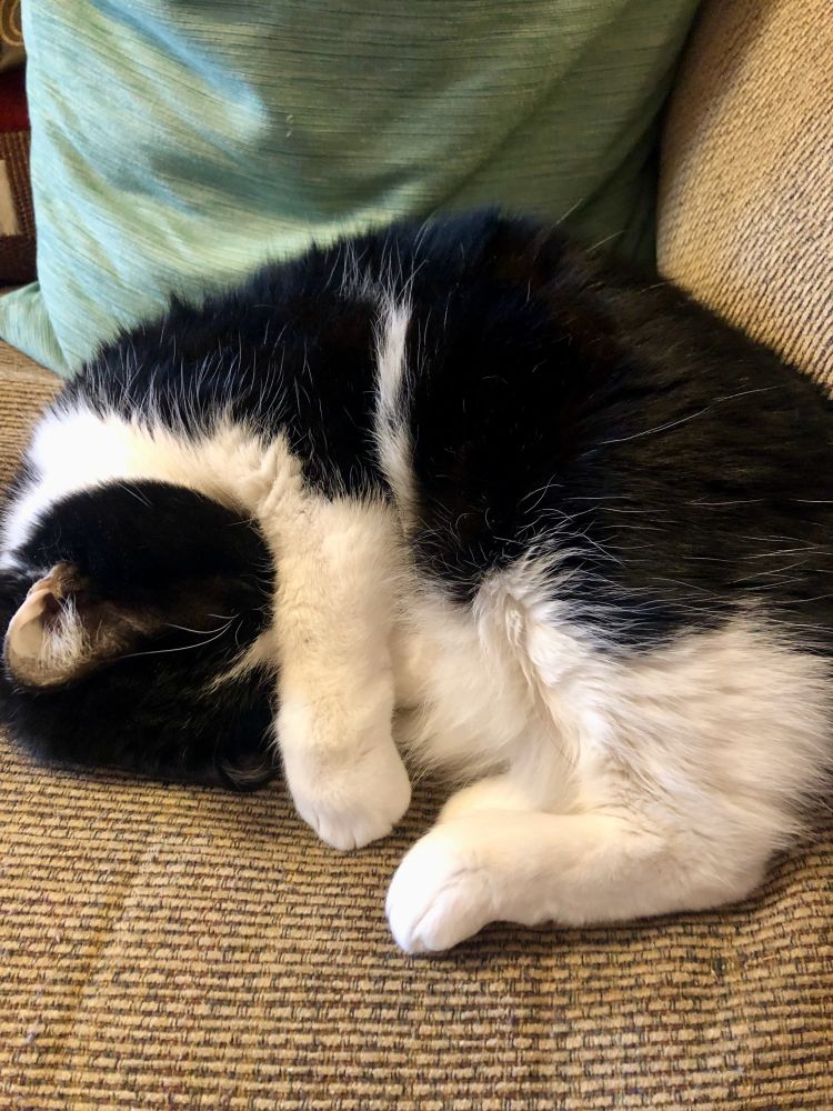 A black and white cat curled up in a ball, arm covering face.