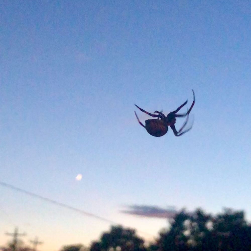 A spotted orb weaver spider weaving its web against a dusky sky
