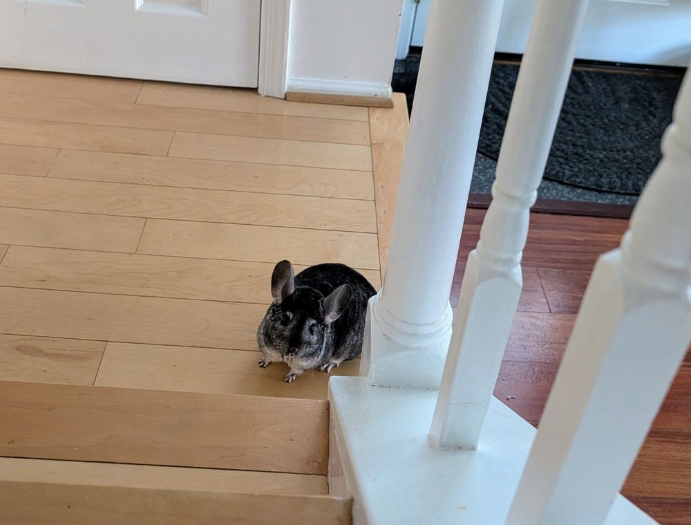 Stella the chinchilla sitting at the bottom of the stairs looking up the stairs with her head cocked slightly to the left 