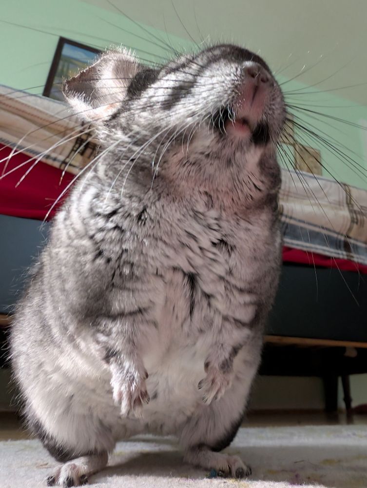 Stella the chinchilla standing with her whiskers flared, asking for coconut 