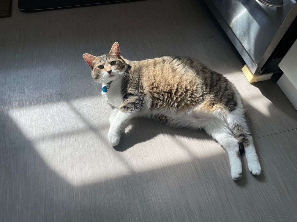 A fat tabby cat lying on her side indoors in the sun.