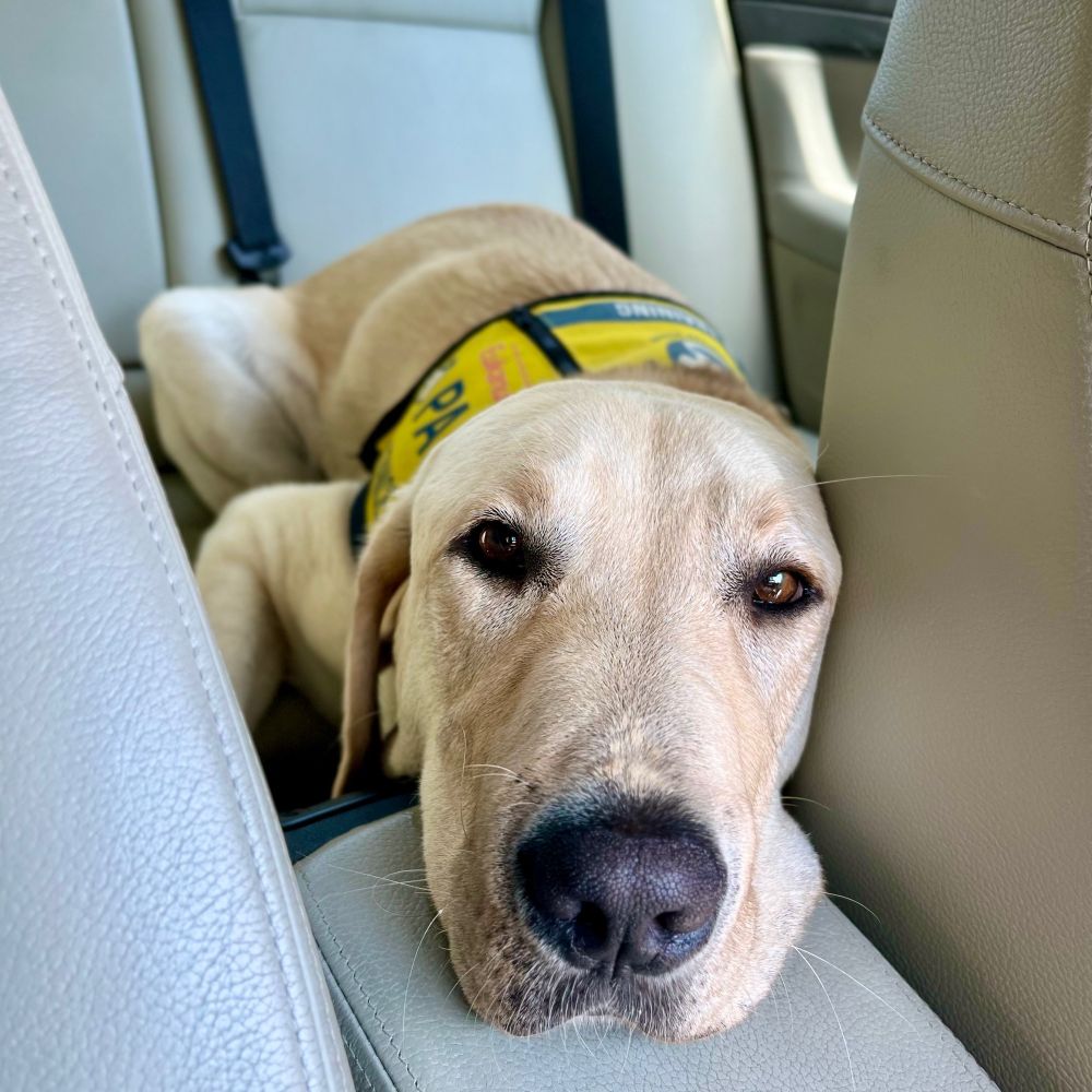 A male yellow Labrador Retriever called Aslan is in the centre of the photo. He’s wearing a yellow PADS Assistance Dog In-Training vest. He rests his chin on the centre console between the front seats of a car with beige leather upholstery. His butt is sitting on the back seat, but keeping his head back there as well would force him to be too far away from the humans (not pictured) in the front seats, so he has awkwardly positioned himself so that he can keep his handsome face visible. 