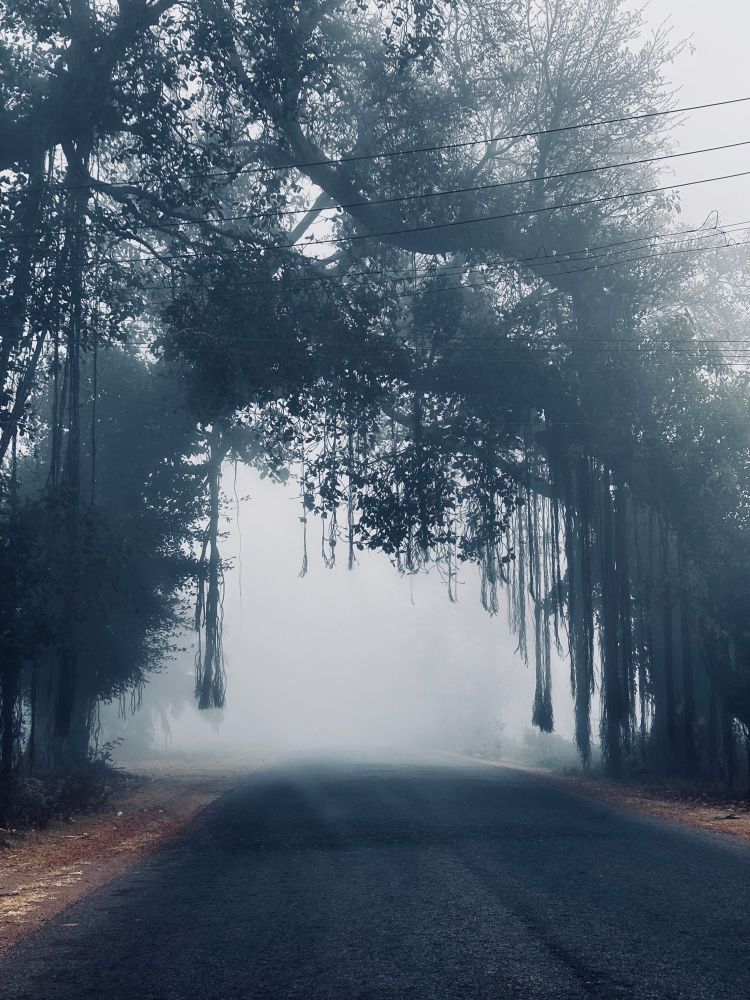 fog, road, and trees arching over the road. feels like an arch entrance. taken near mysuru, karnataka, india. 
