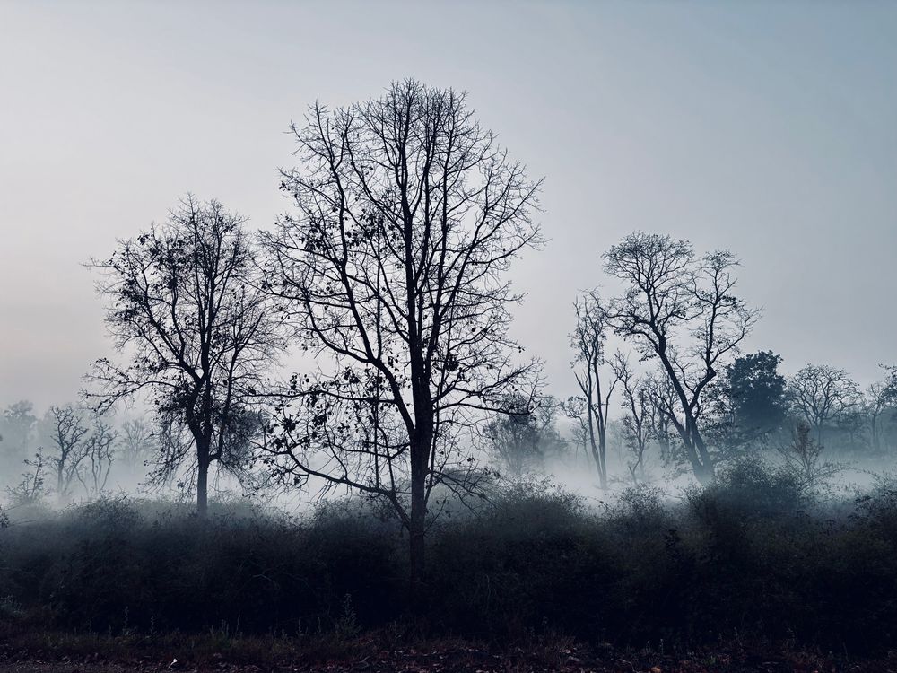 fog, barren trees. taken near mysuru, karnataka, india. 