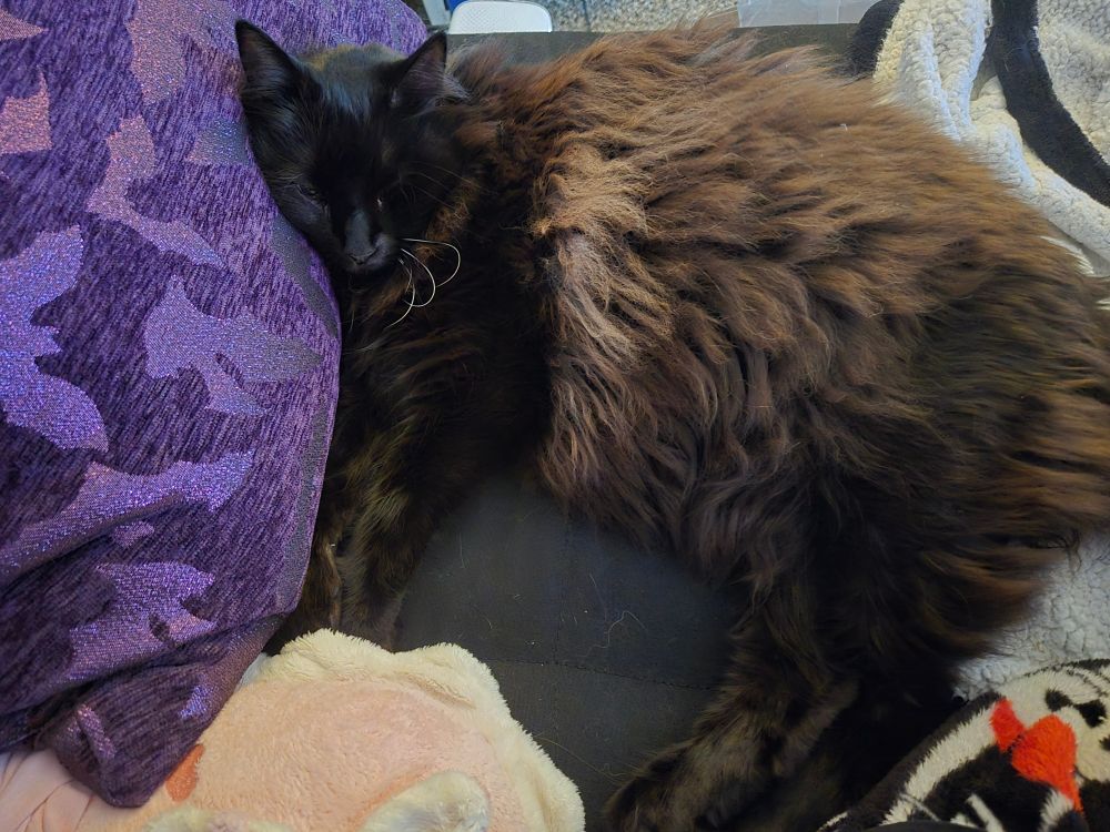 Fluffy black cat lounges on purple pillow