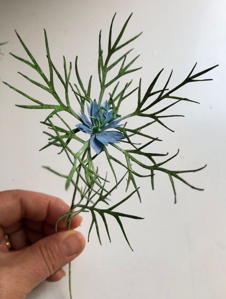 Paper nigella