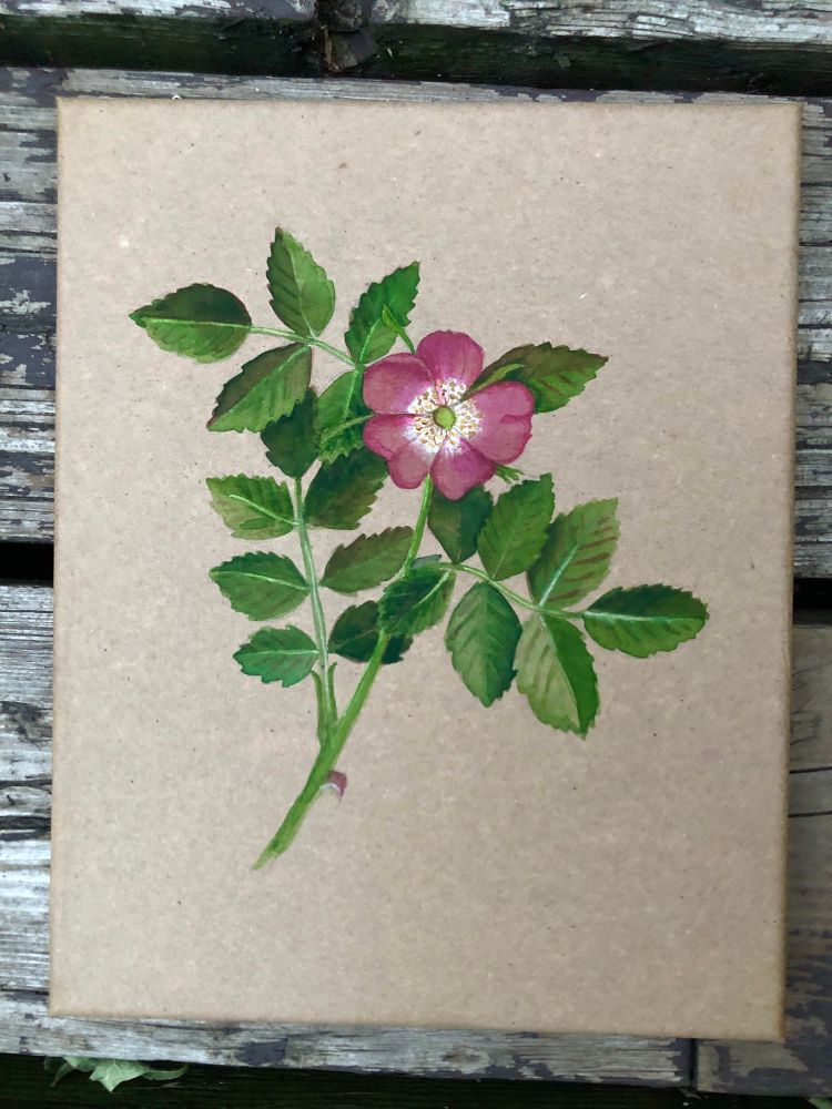 Painting of a wild rose