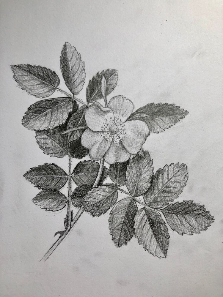Drawing of a wild rose, in pencil.