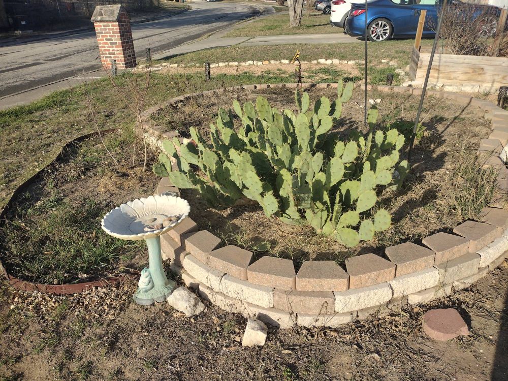 Stan Lee, our spine apple 