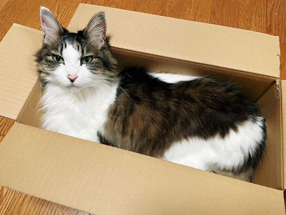 ダンボールの箱の中でくつろぐ猫