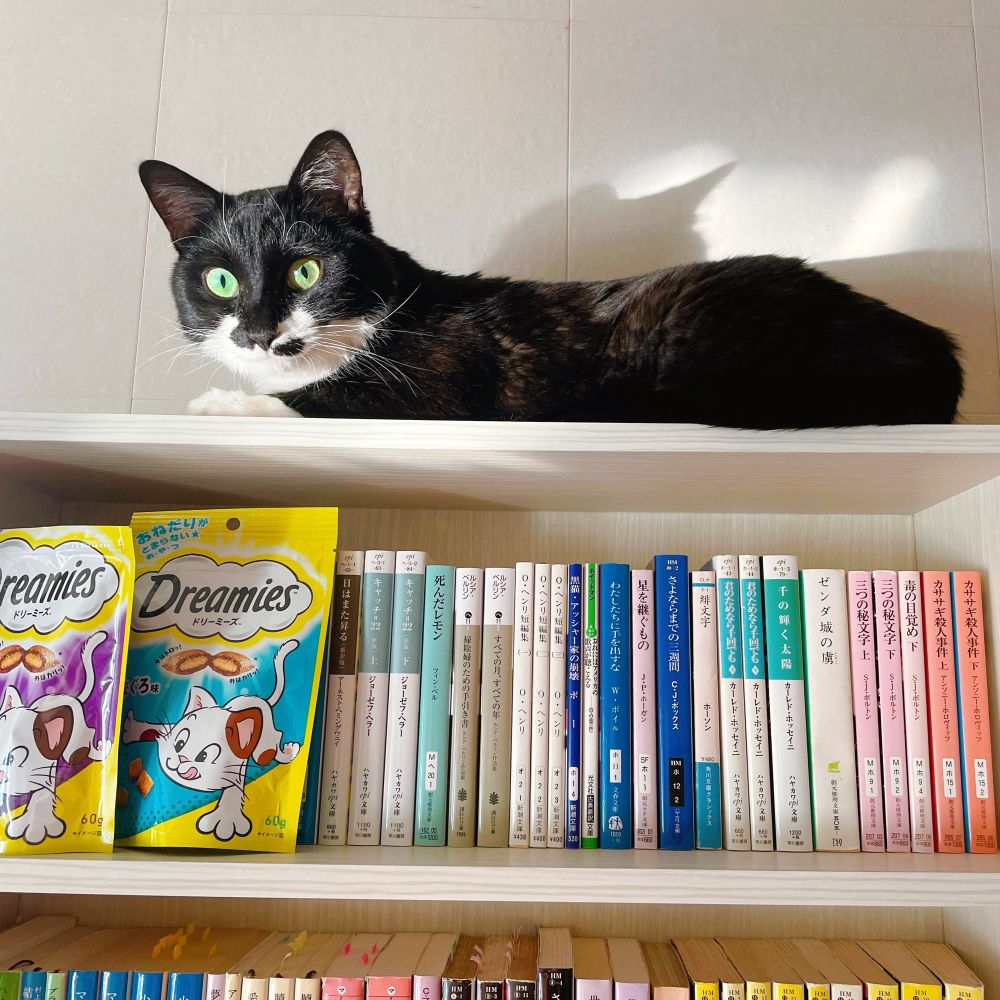 本棚の一番上でくつろぐ黒白の猫