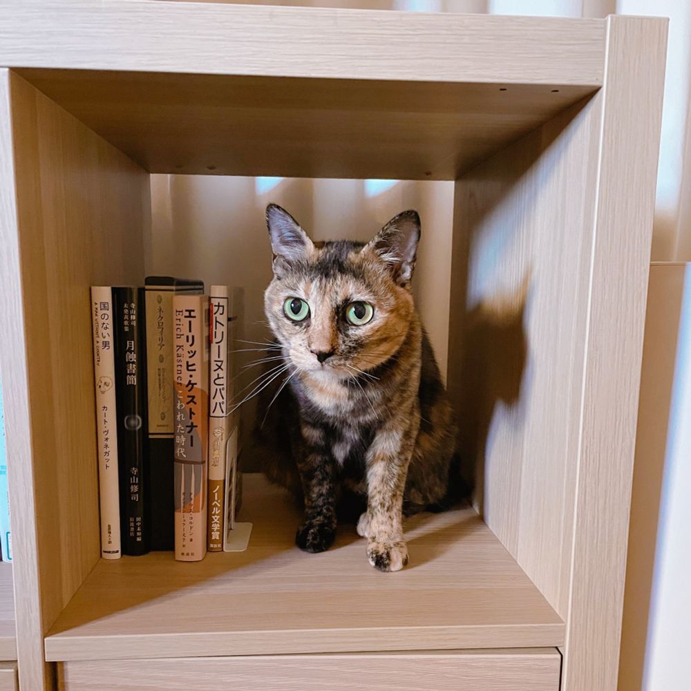 本棚におさまっているサビ猫。