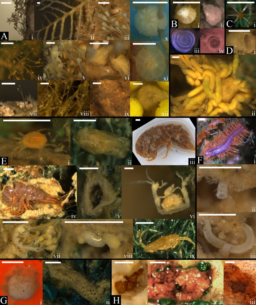 A photoplate from a scientific article, it shows images of a bunch of different tiny invertebrates on different substrates, including copepods, amphipods, hydrozoan and coral colonies, sponges, worms, and more. 