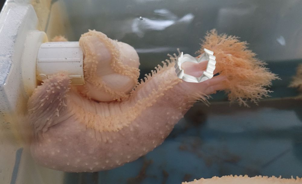 A picture of two sea cucumbers, which instead of being normal dark colours are a pale orange. The main sea cucumber is extended out from the wall of an aquarium tank into the water column, its feeding appendages extended, and a set of plastic vampire fangs are poorly photoshopped approximately near to where its mouth is. 