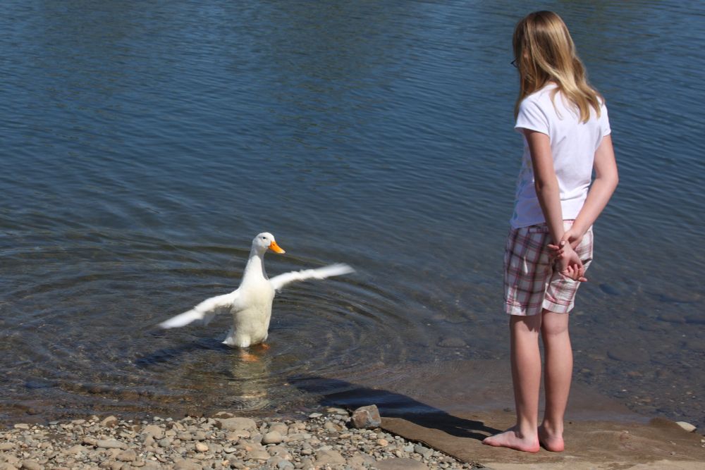 girl standing on the shore looking at a white duck that has it's wings outstretched