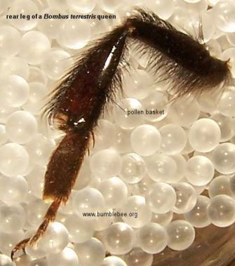 Severed bee leg with scrawny homely knees entirely bereft of pollen.