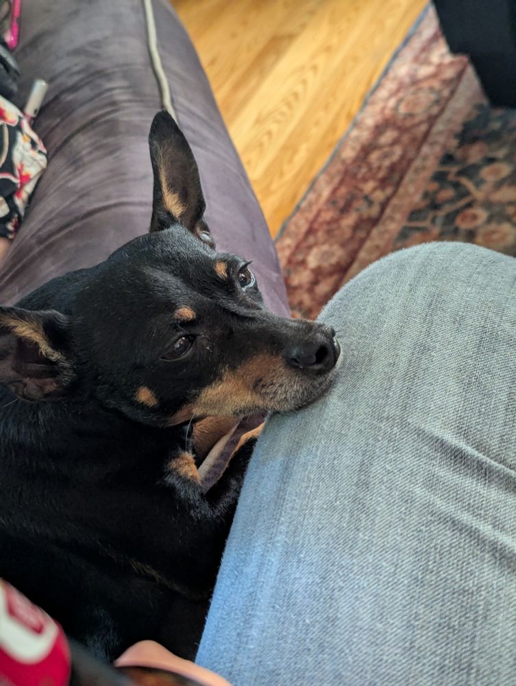 Howard the dog, being ever so small,