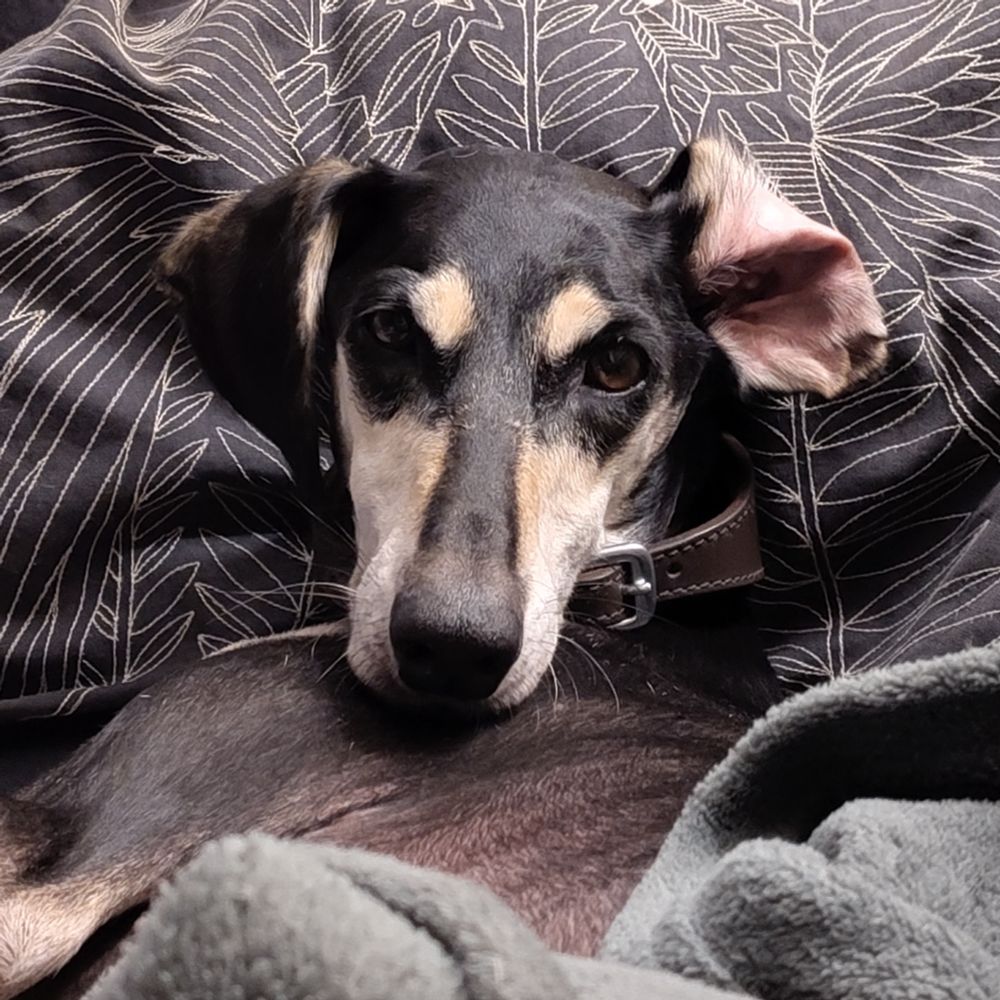 Photo of a silly black dog with a wonky ear