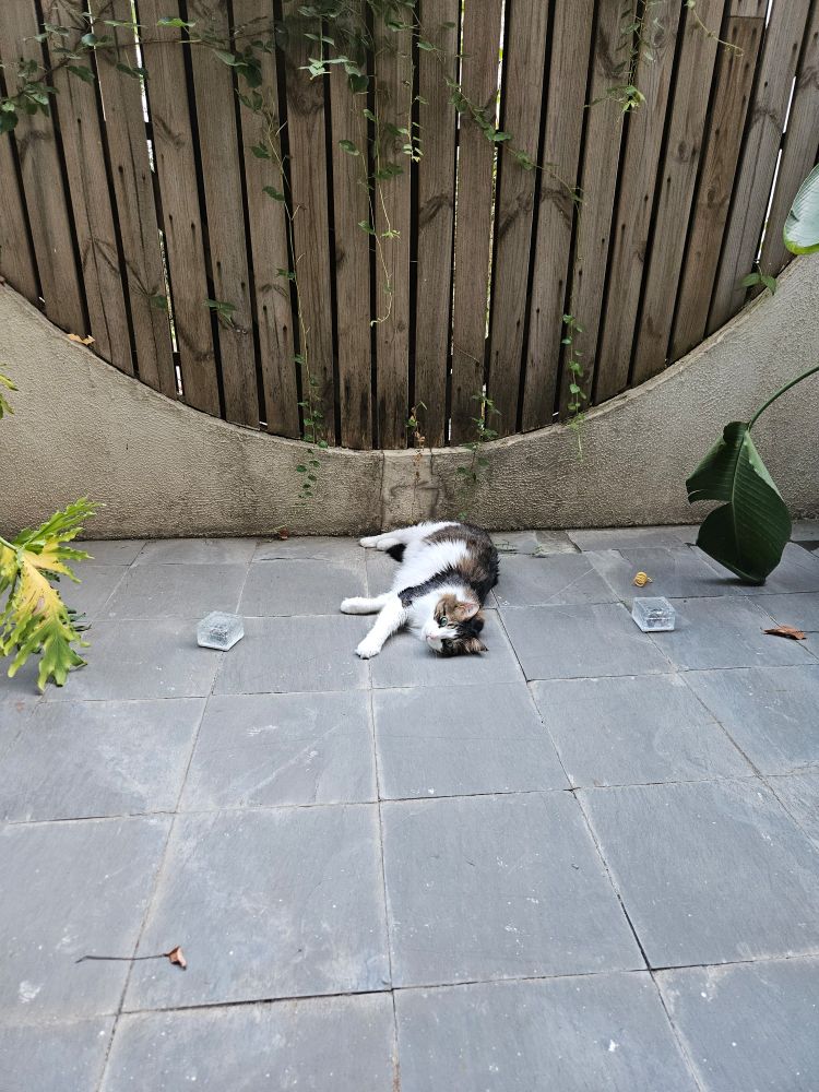 a fluffy white and tabby cat lying at a distance outdoors on stone tiles, with big bright teal eyes