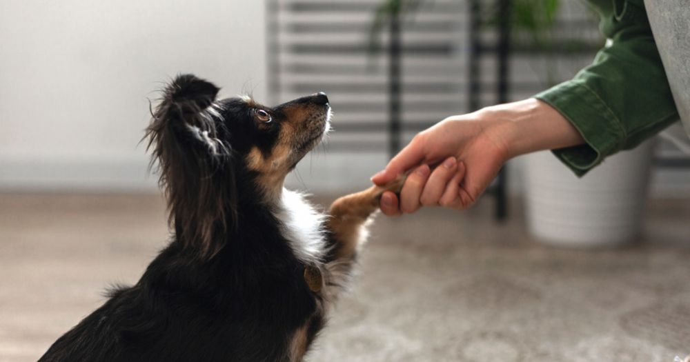 Science Says You’ve Been Talking to Your Dog Completely Wrong