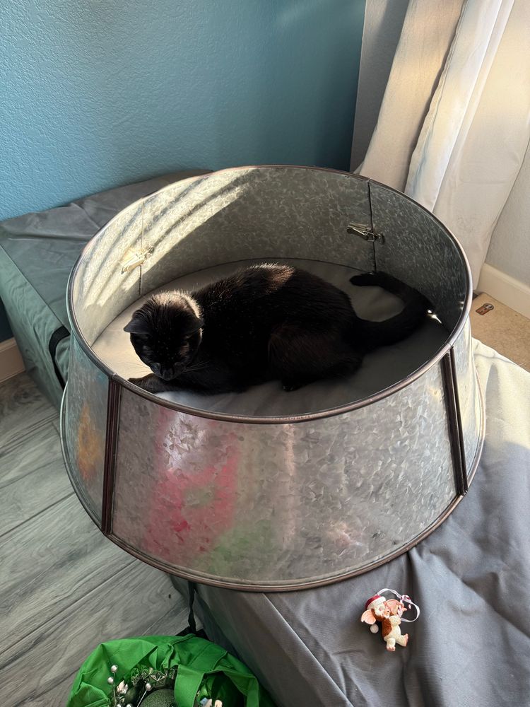 A black cat named puck laying in the center of a Christmas tree stand. 