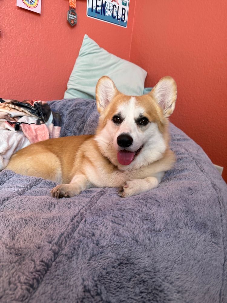 A corgi named cheddar with his tongue sticking out