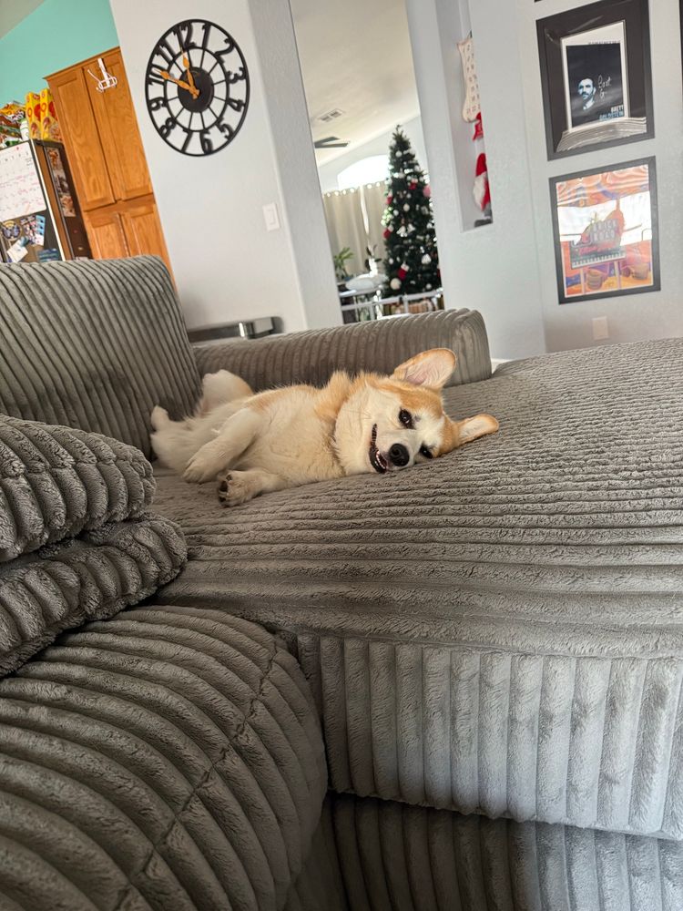 A corgi named cheddar. 