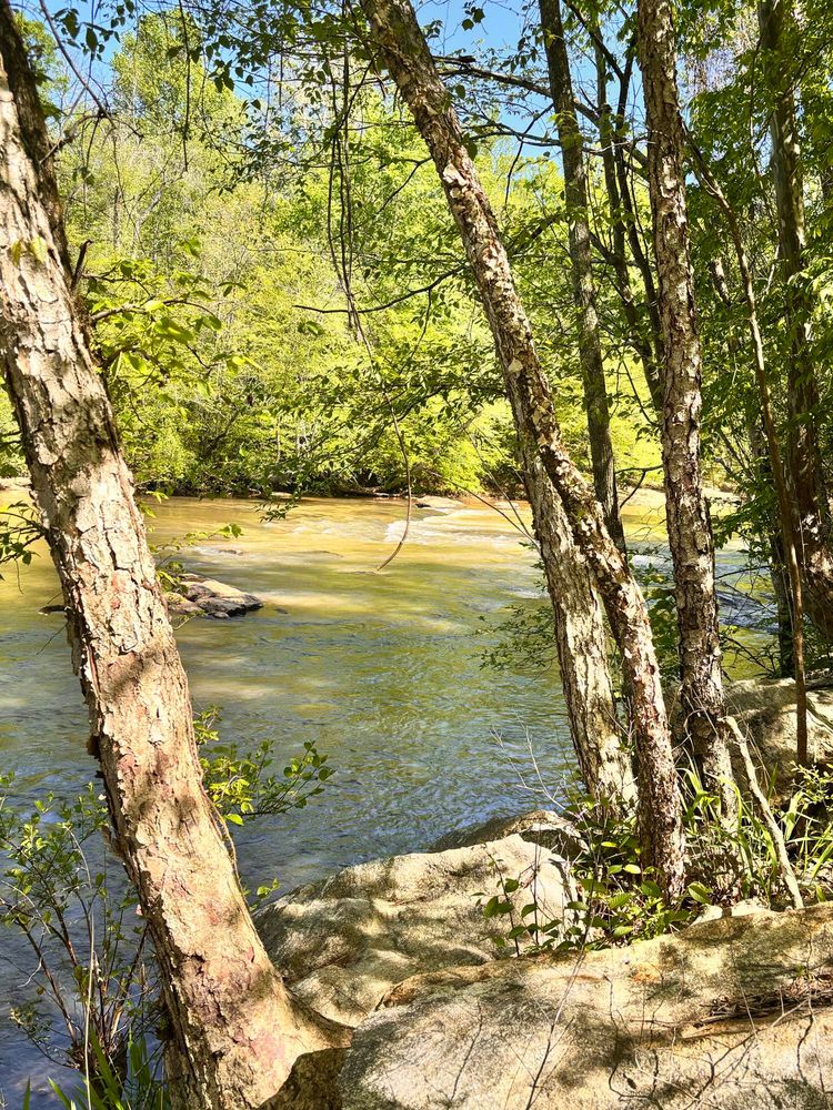River in the morning sun flowing over rocks between trunks of trees.