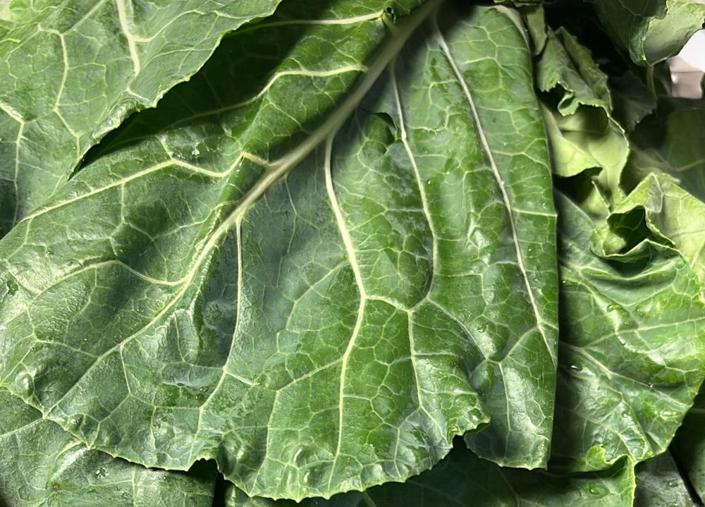 Collard green bunch close up of leaves 