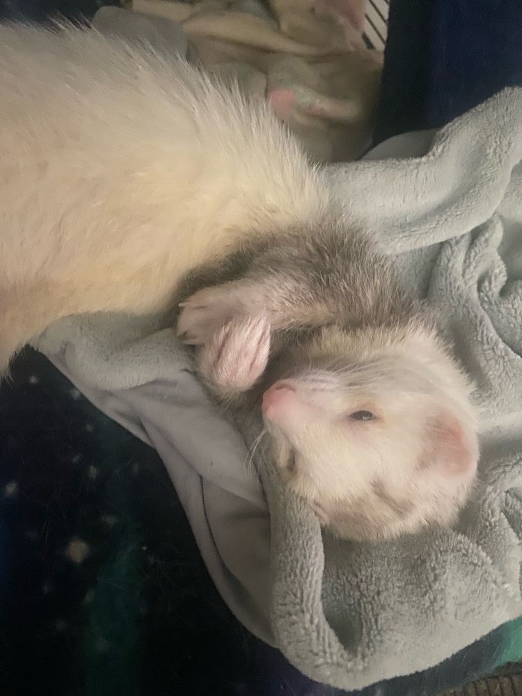 my ferret son curled up with his lil paws on his chest sleepin.