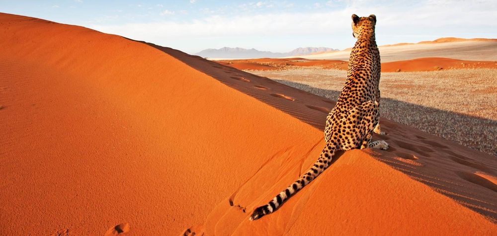 A Cheetah watches from a sand dune in the Namibian desert.