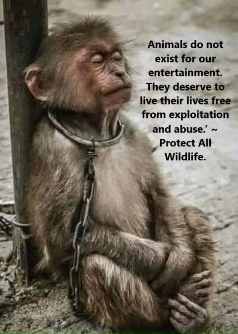 A Monkey chained to a post with an animal rights quote.